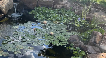 Aquatic Plants For A Koi Pond
