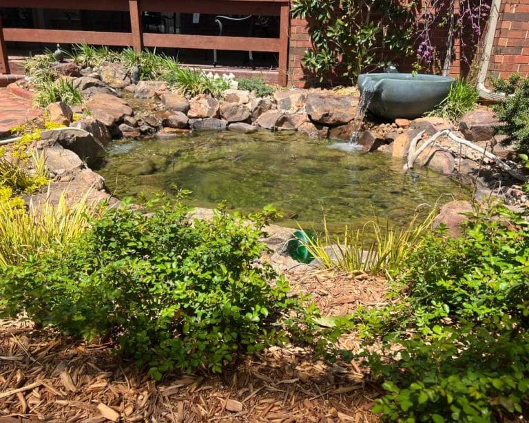 Remove the Dirt: Cleaning Tea-Colored Pond Water