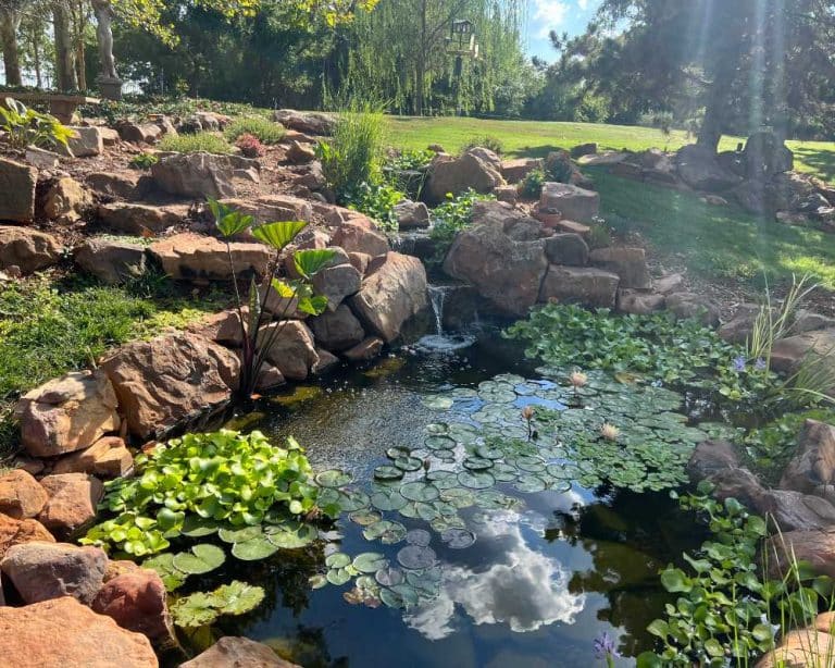 Backyard Ponds: Everything You Need to Know
