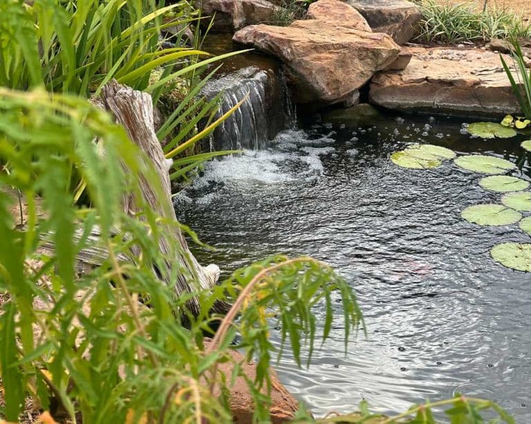 Koi Pond Skimmer: What is it and How Does it Work?