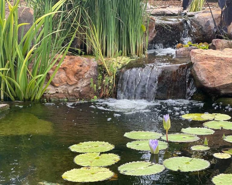 How to remove algae from your pond (without killing your fish!)
