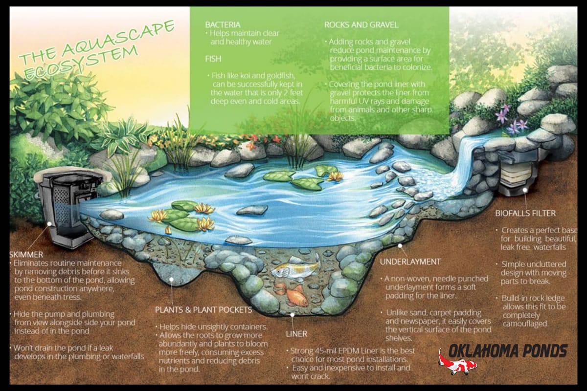 Your Pond Ecosystem