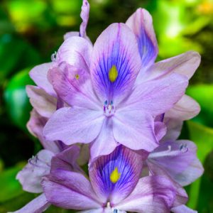 Water Hyacinth