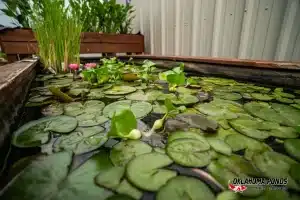 Water lilies and aquatic plants for sale in the display tank at the Oklahoma Ponds store